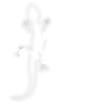 SCS Concept